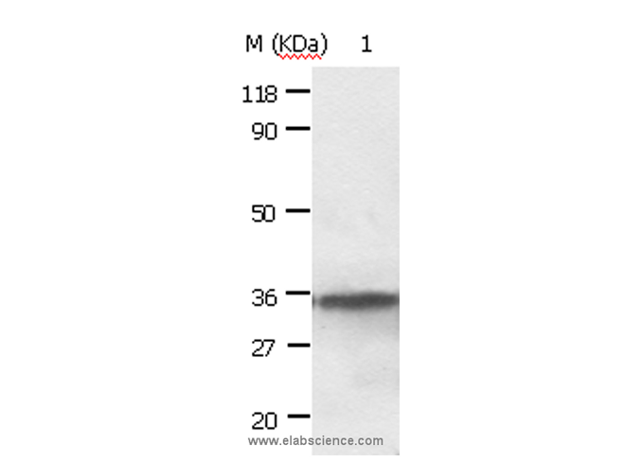 Western Blot analysis of HepG2 cell using ANXA2 Polyclonal Antibody at dilution of 1:640