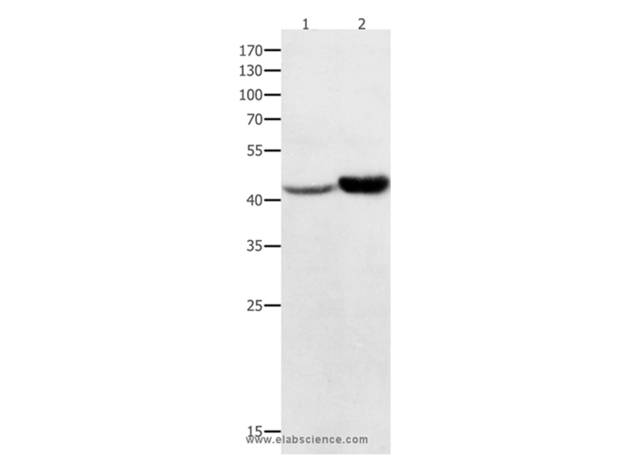 Western Blot analysis of Hela and 231 cell  using NFKBID Polyclonal Antibody at dilution of 1:450