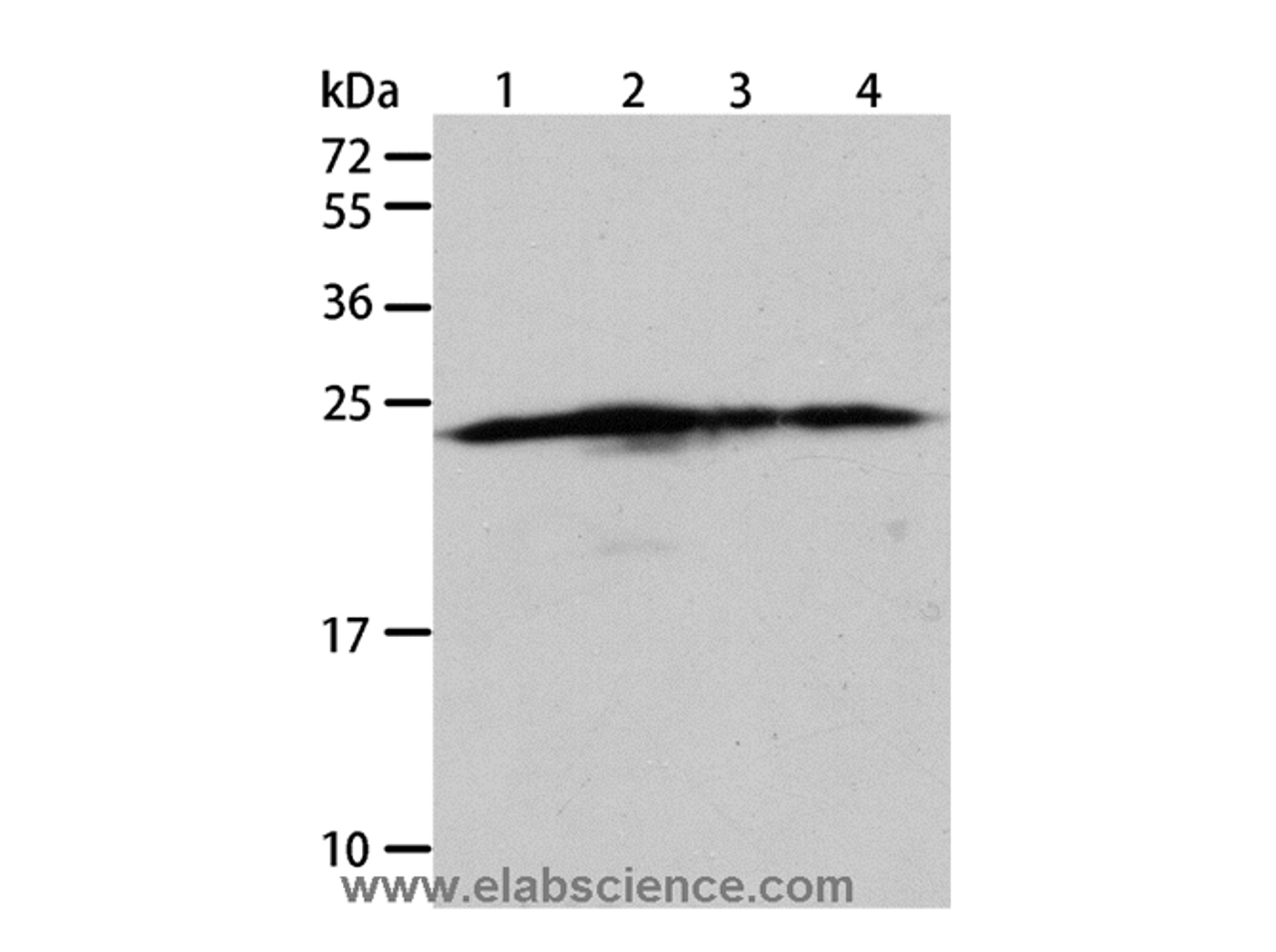Western Blot analysis of Hela, A431, 293T and Jurkat cell using BAK1 Polyclonal Antibody at dilution of 1:900