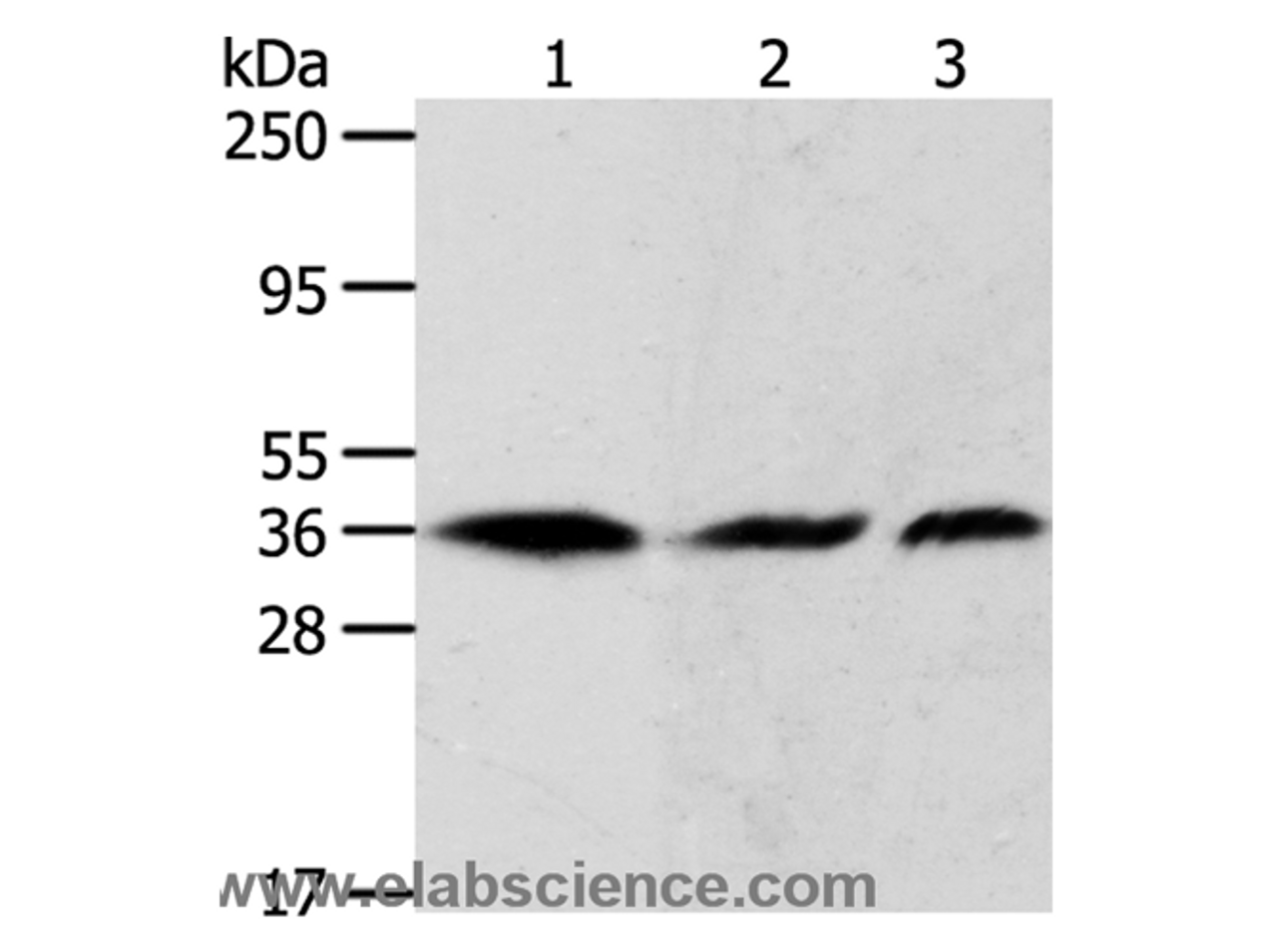Western Blot analysis of Hela, 293T and A431 cell using APEX1 Polyclonal Antibody at dilution of 1:450
