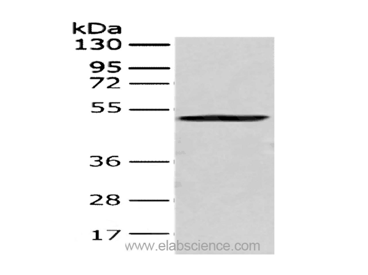 Western Blot analysis of 293T cell using CRTAM Polyclonal Antibody at dilution of 1:250