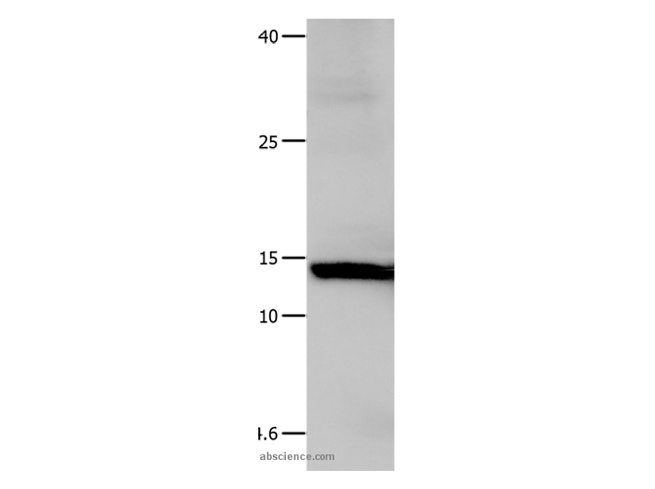 Western Blot analysis of Hela cell using Galectin 1 Polyclonal Antibody at dilution of 1:500