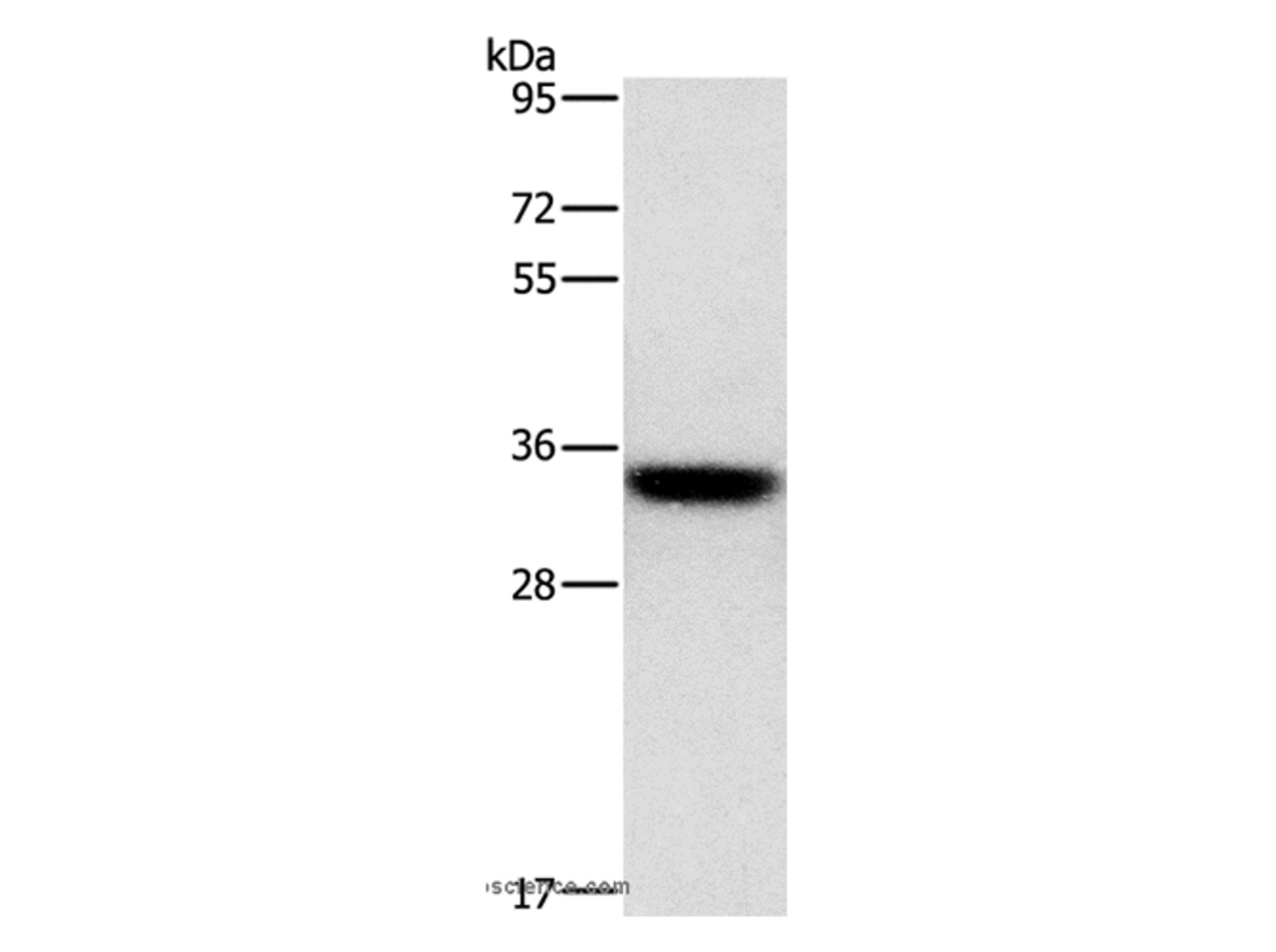 Western Blot analysis of PC3 cell using HOXB13 Polyclonal Antibody at dilution of 1:800