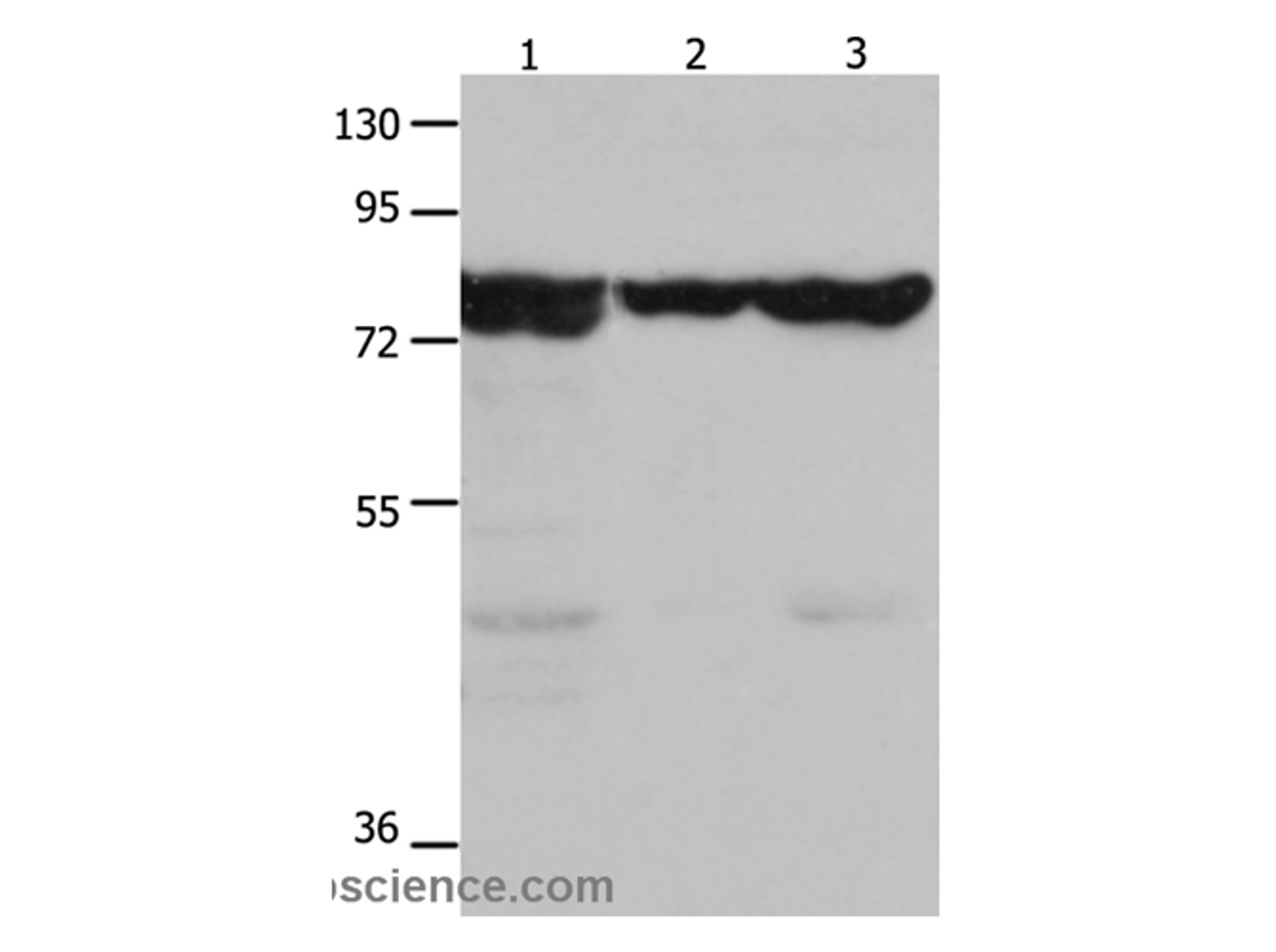 Western Blot analysis of Mouse kidney tissue, 293T and hela cell using HSP75 Polyclonal Antibody at dilution of 1:1500