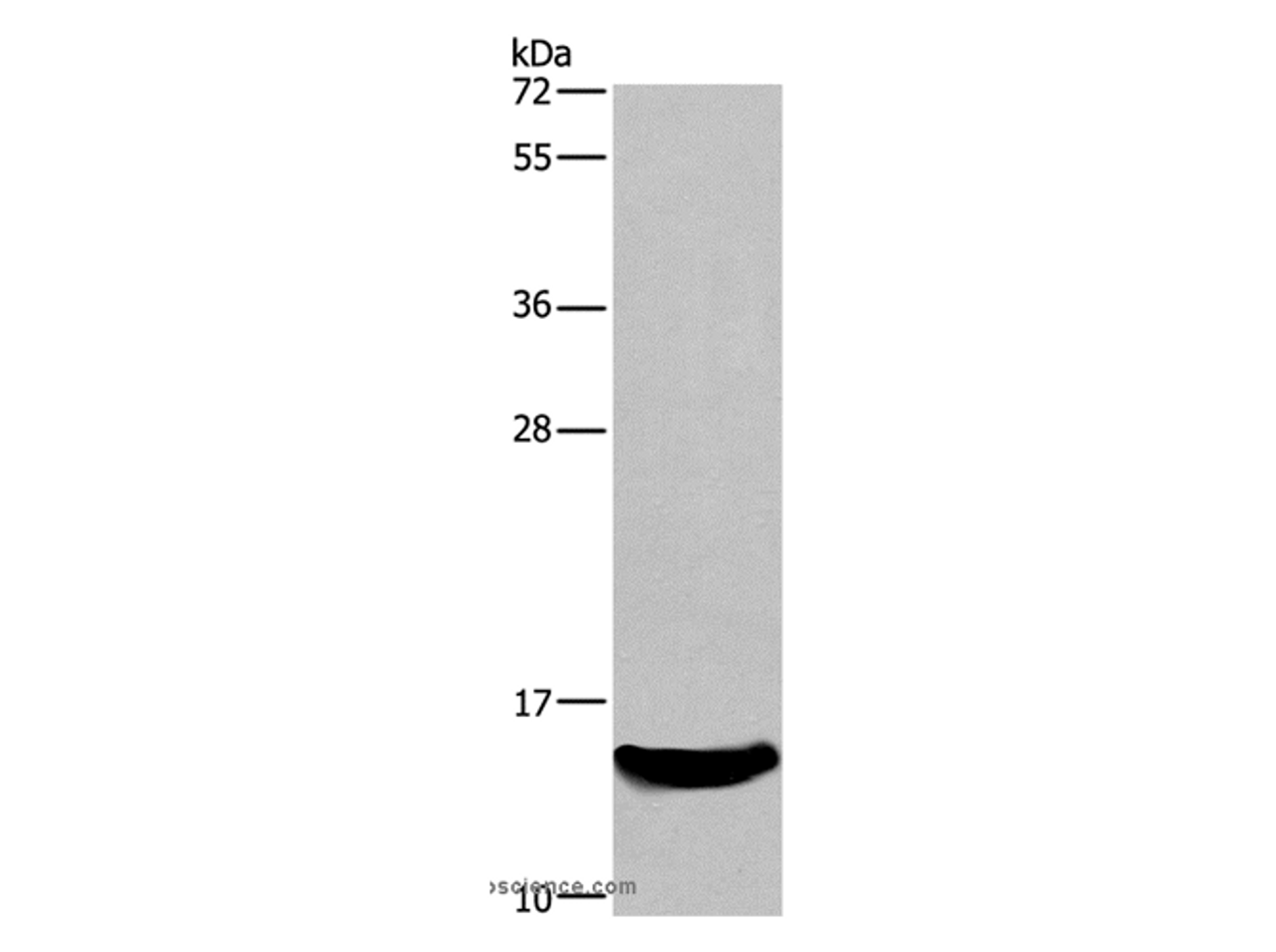 Western Blot analysis of Mouse kidney tissue using AIF1 Polyclonal Antibody at dilution of 1:500