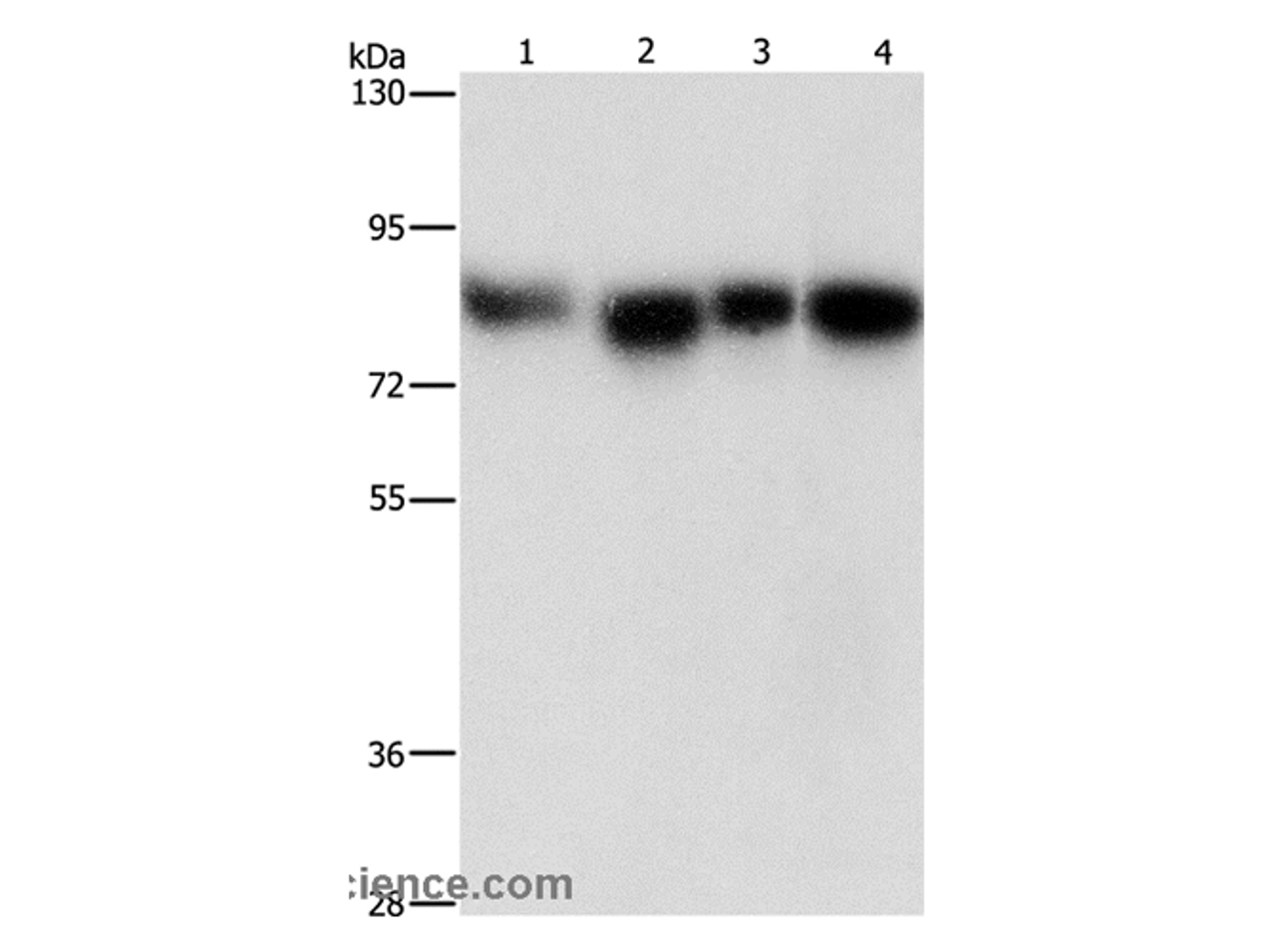 Western Blot analysis of Hela, 231, hepG2 and Raji cell using MAD1L1 Polyclonal Antibody at dilution of 1:500