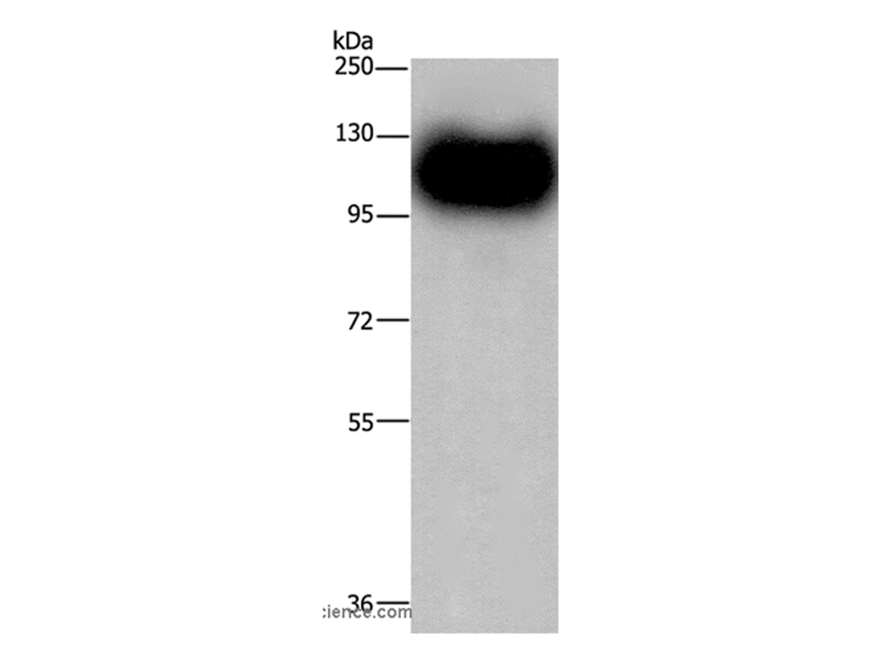 Western Blot analysis of Mouse brain tissue using MAG Polyclonal Antibody at dilution of 1:450