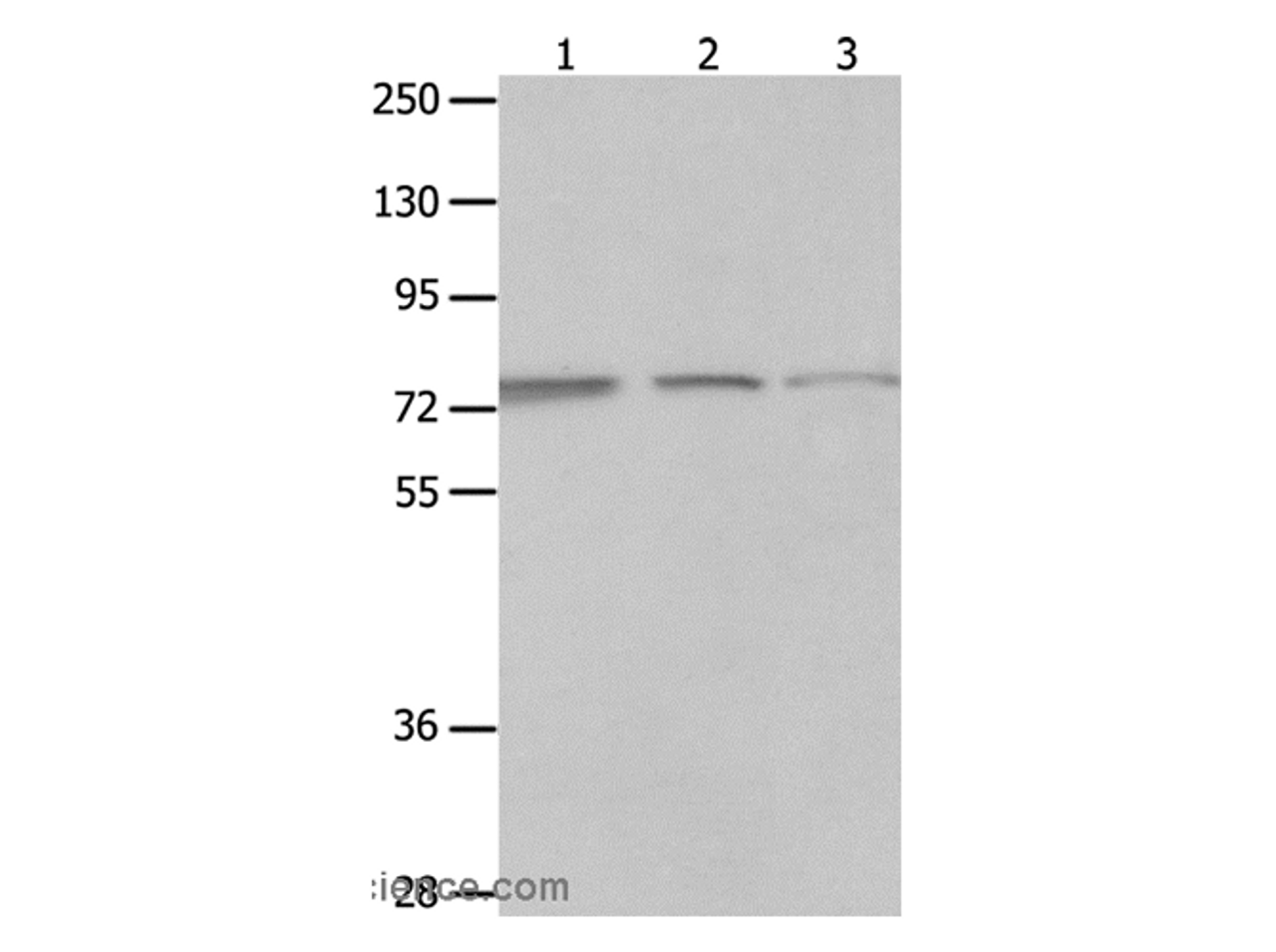 Western Blot analysis of A549, Jurkat and 293T cell using MAGED1 Polyclonal Antibody at dilution of 1:1200