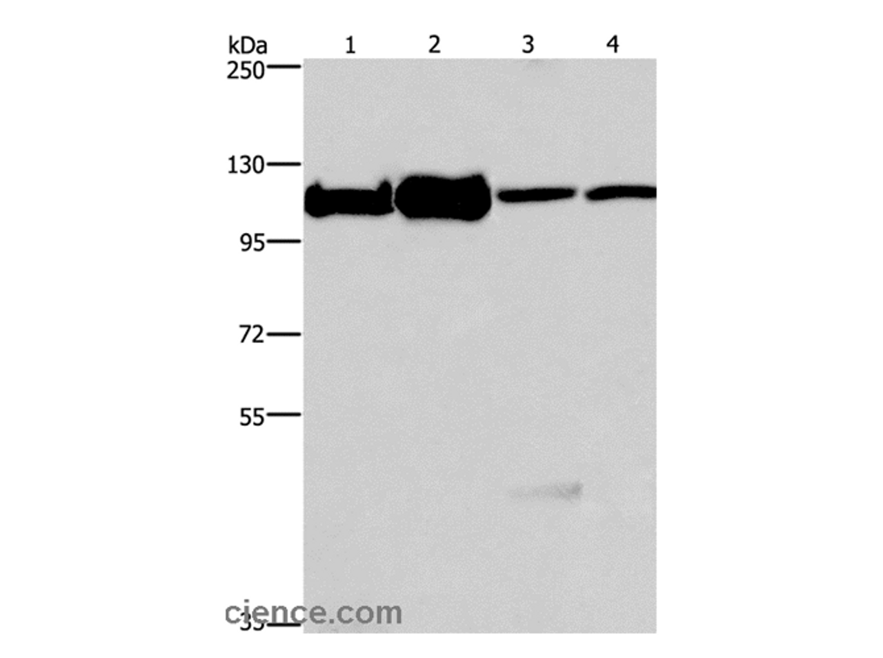 Western Blot analysis of 293T, K562, NIH/3T3 and hela cell using MCM6 Polyclonal Antibody at dilution of 1:500