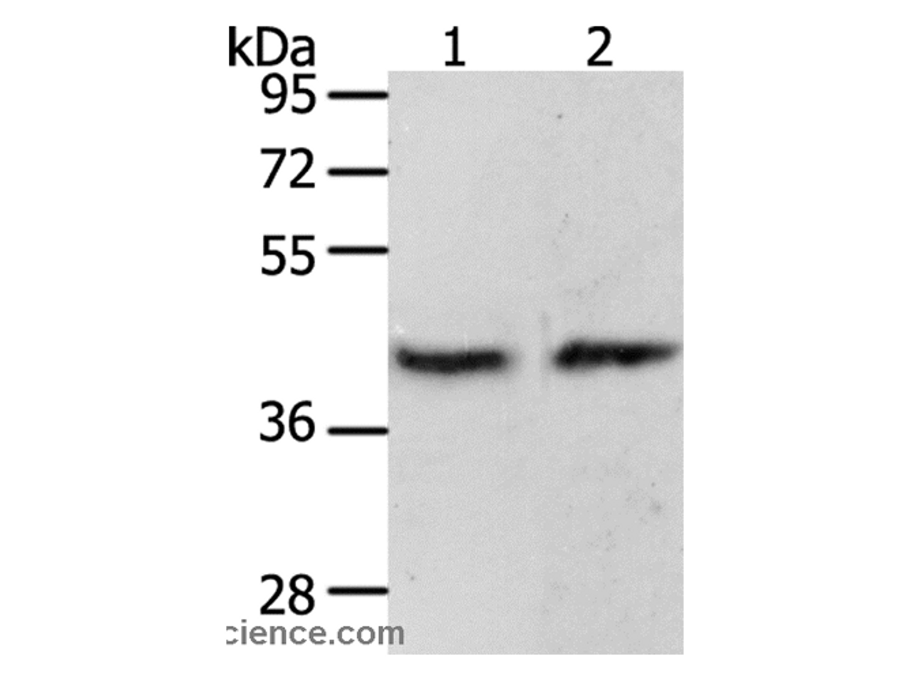 Western Blot analysis of MCF7 cell and Mouse brain tissue using PAX8 Polyclonal Antibody at dilution of 1:250