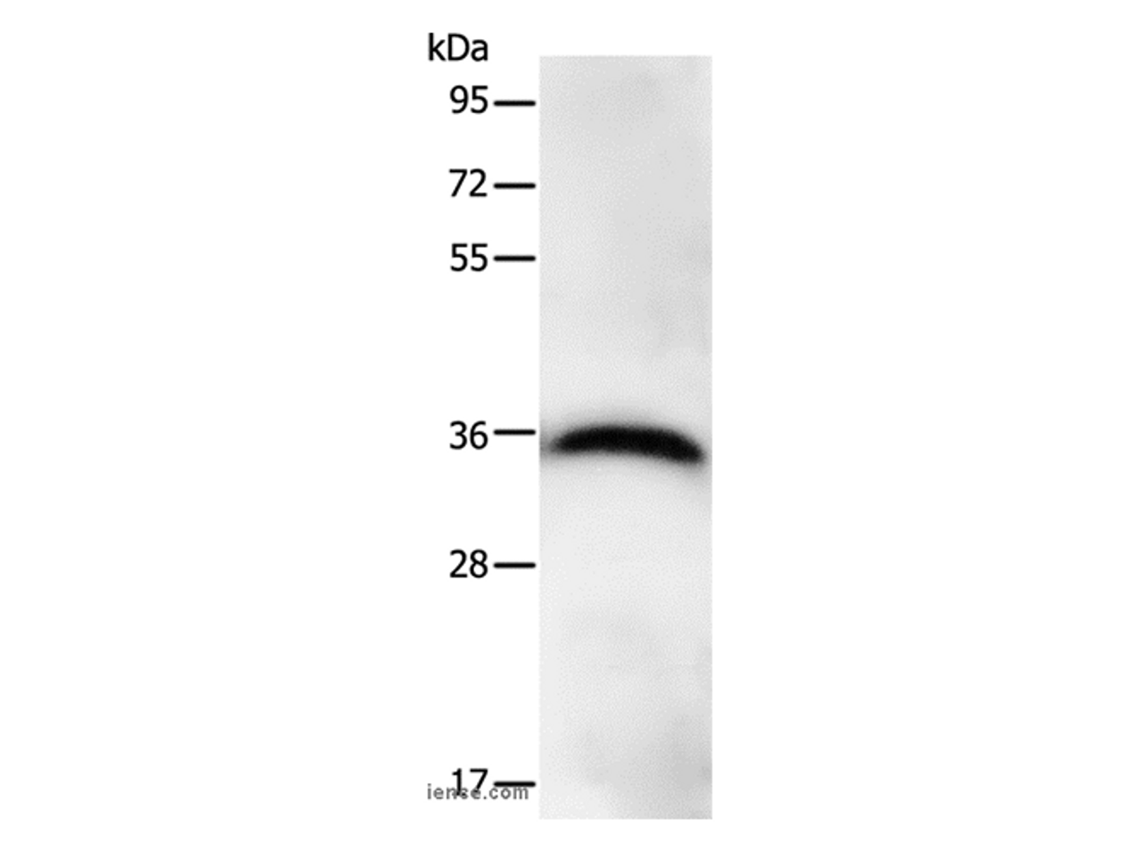 Western Blot analysis of Hela cell using PPP1CB Polyclonal Antibody at dilution of 1:450