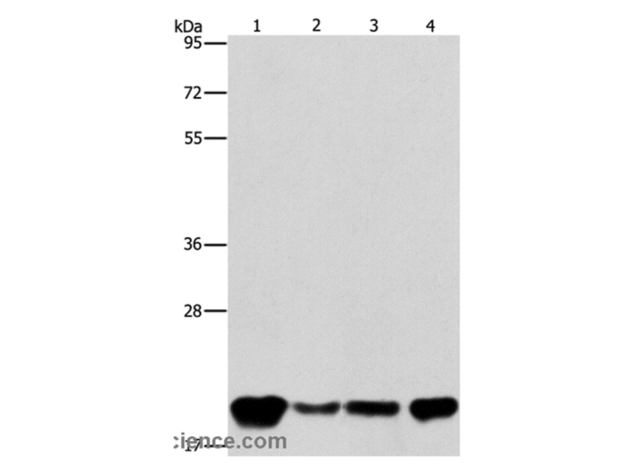 Western Blot analysis of A549, K562, hela and hepG2 cell using PEBP1 Polyclonal Antibody at dilution of 1:400