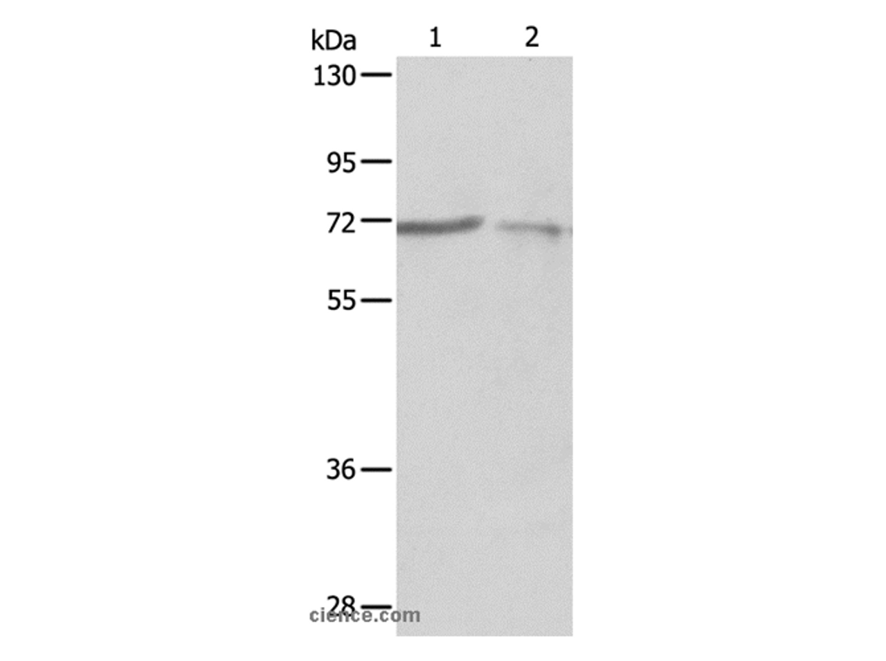 Western Blot analysis of A375 and A431 cell using SH-PTP1 Polyclonal Antibody at dilution of 1:500