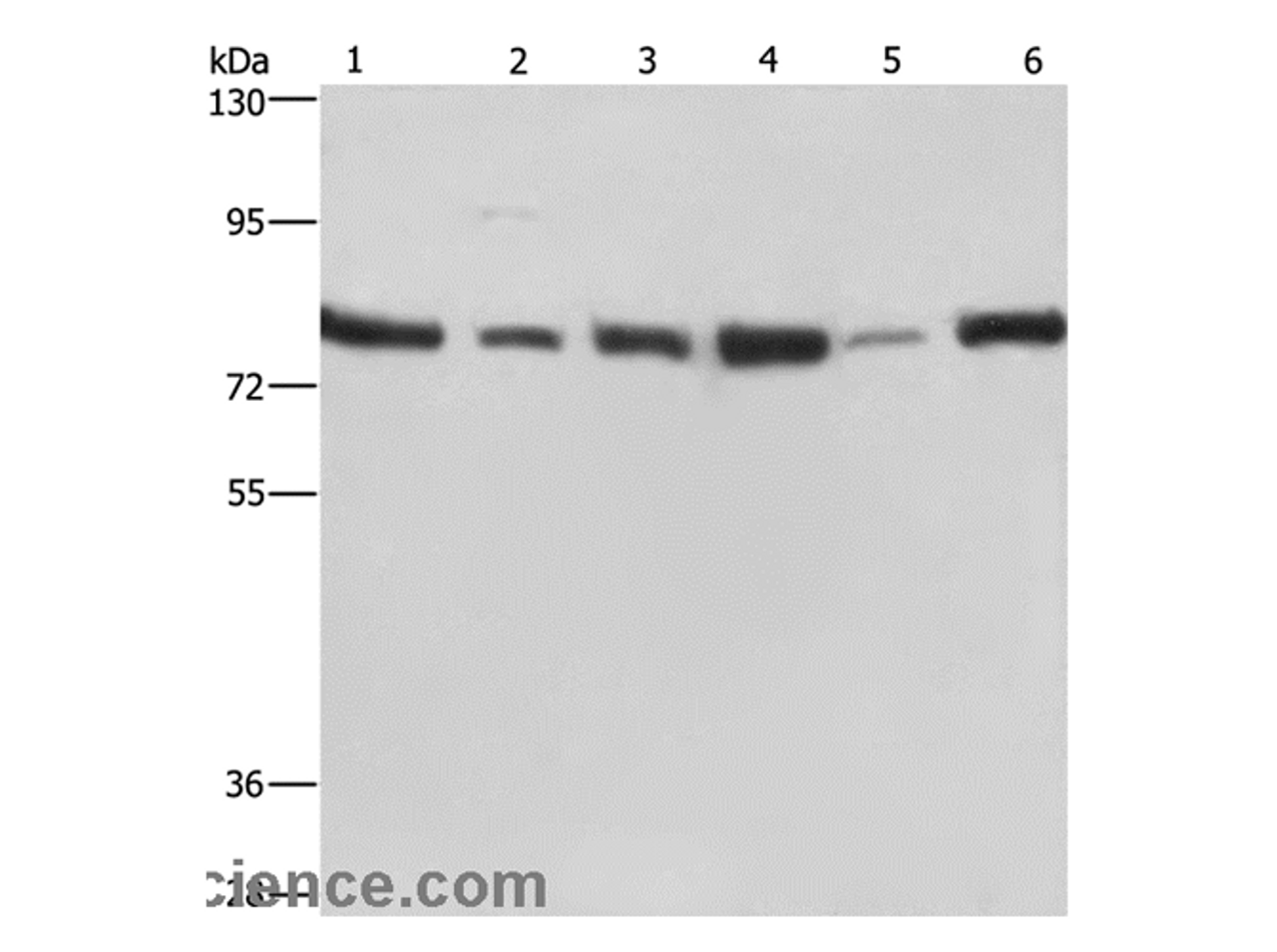 Western Blot analysis of Jurkat, 293T, Hela and K562 cell, Human testis tissue and A549 cell using SIRT1 Polyclonal Antibody at dilution of 1:500