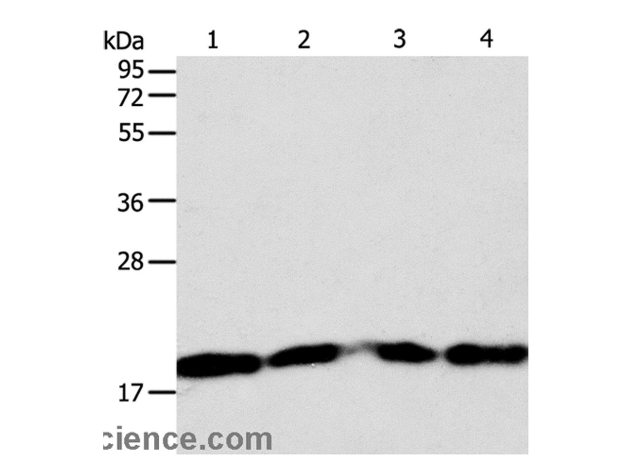 Western Blot analysis of Lncap, SKOV3, MCF7 and 293T cell using DIABLO Polyclonal Antibody at dilution of 1:1000