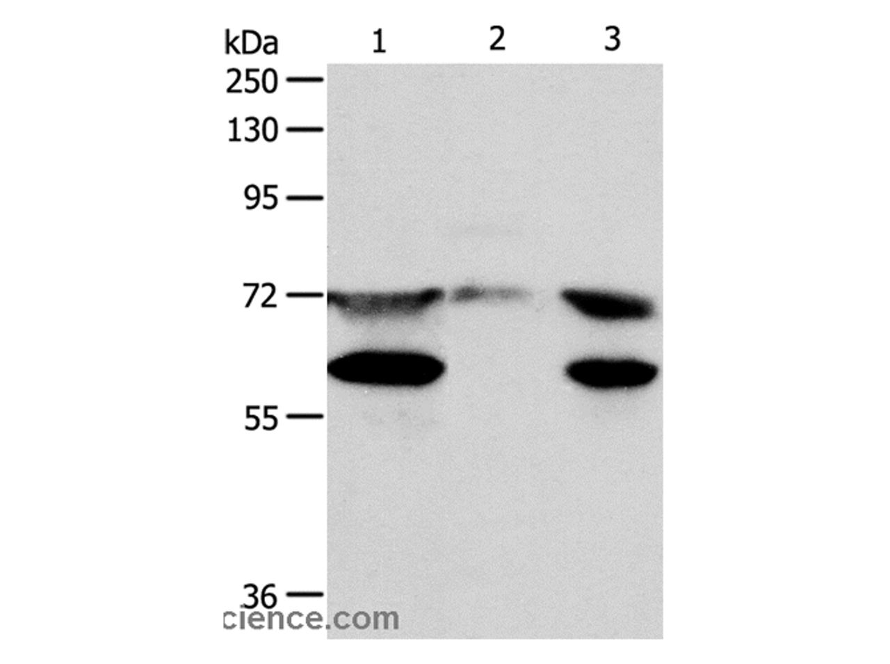 Western Blot analysis of Hela cell, Mouse testis tissue and Jurkat cell using CCDC99 Polyclonal Antibody at dilution of 1:400