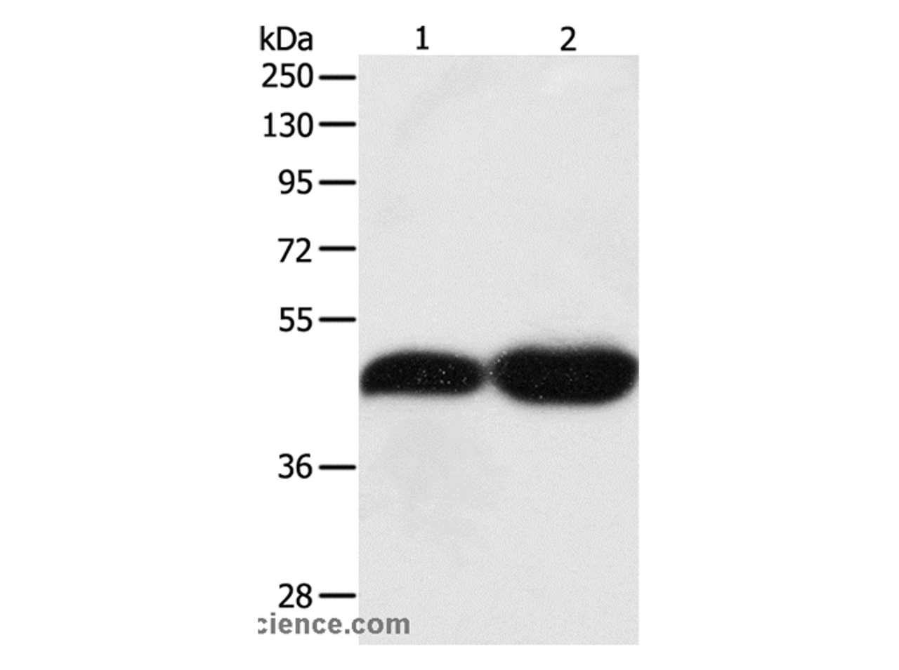 Western Blot analysis of NIH/3T3 and Lncap cell using TEKT1 Polyclonal Antibody at dilution of 1:500