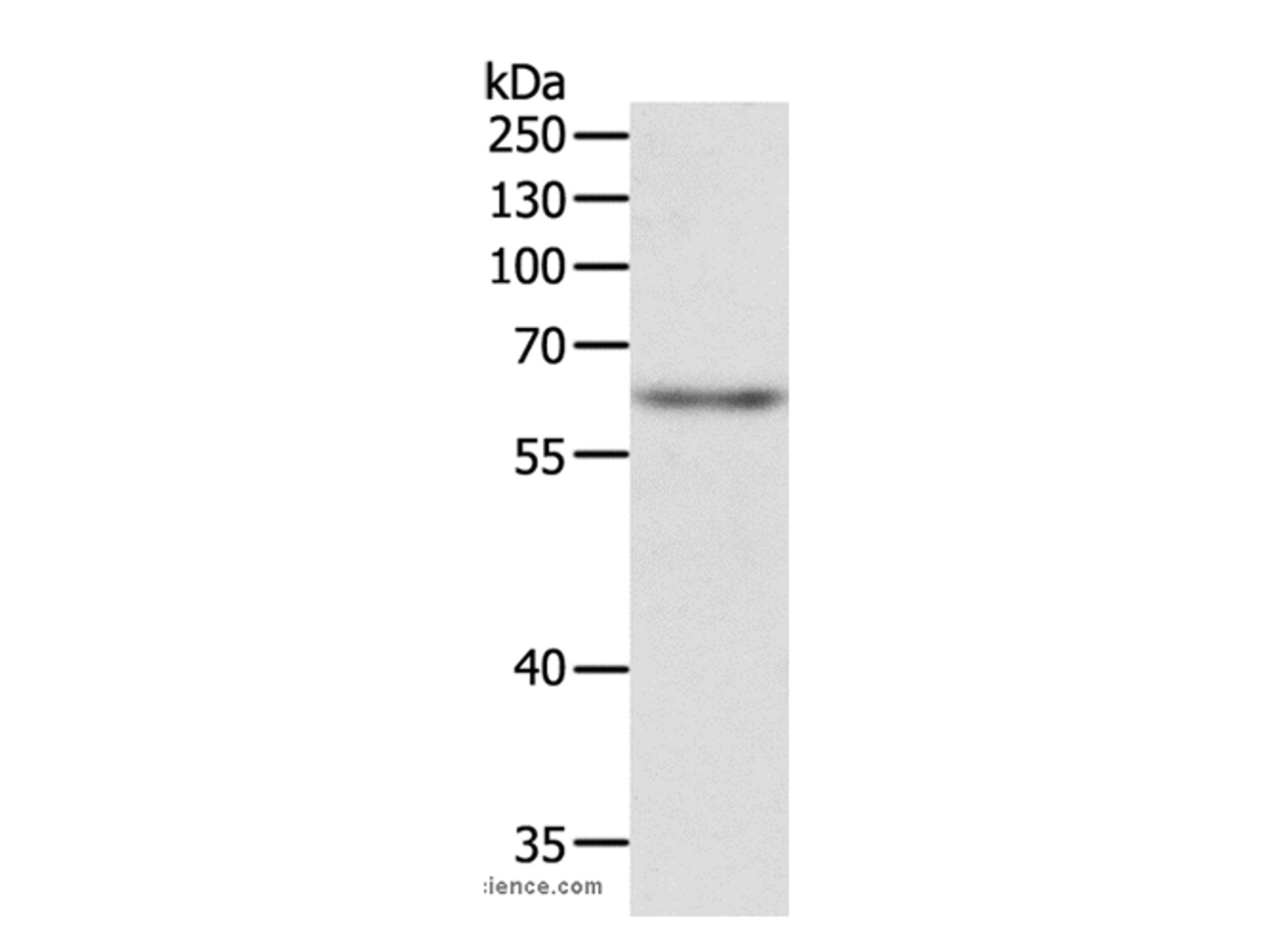 Western Blot analysis of Jurkat cell using TRAF3IP2 Polyclonal Antibody at dilution of 1:500