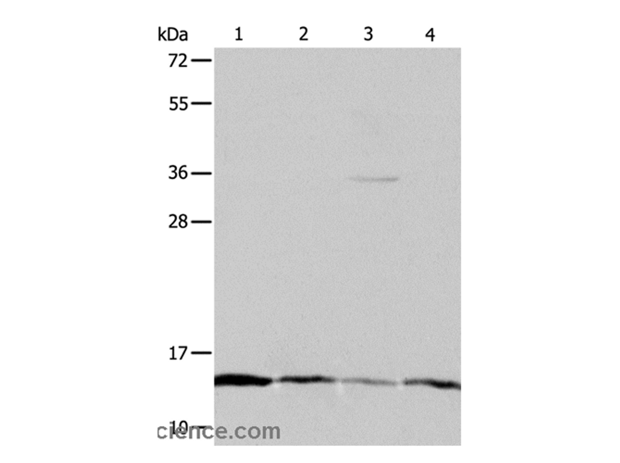 Western Blot analysis of Hela, Jurkat, MCF7 and A431 cell using ATPIF1 Polyclonal Antibody at dilution of 1:1200