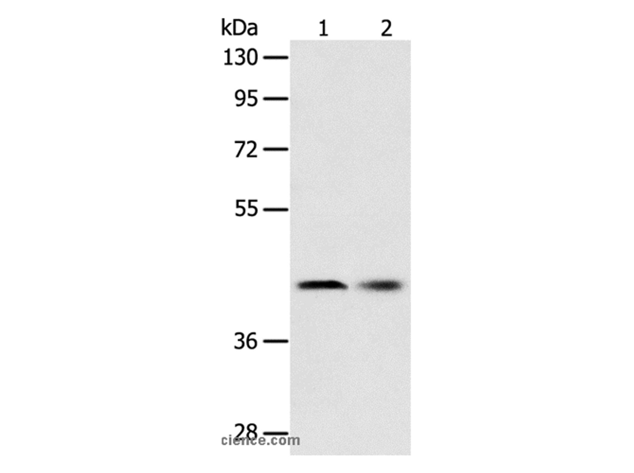 Western Blot analysis of Human fetal liver tissue and Hela cell using SERPINA5 Polyclonal Antibody at dilution of 1:700