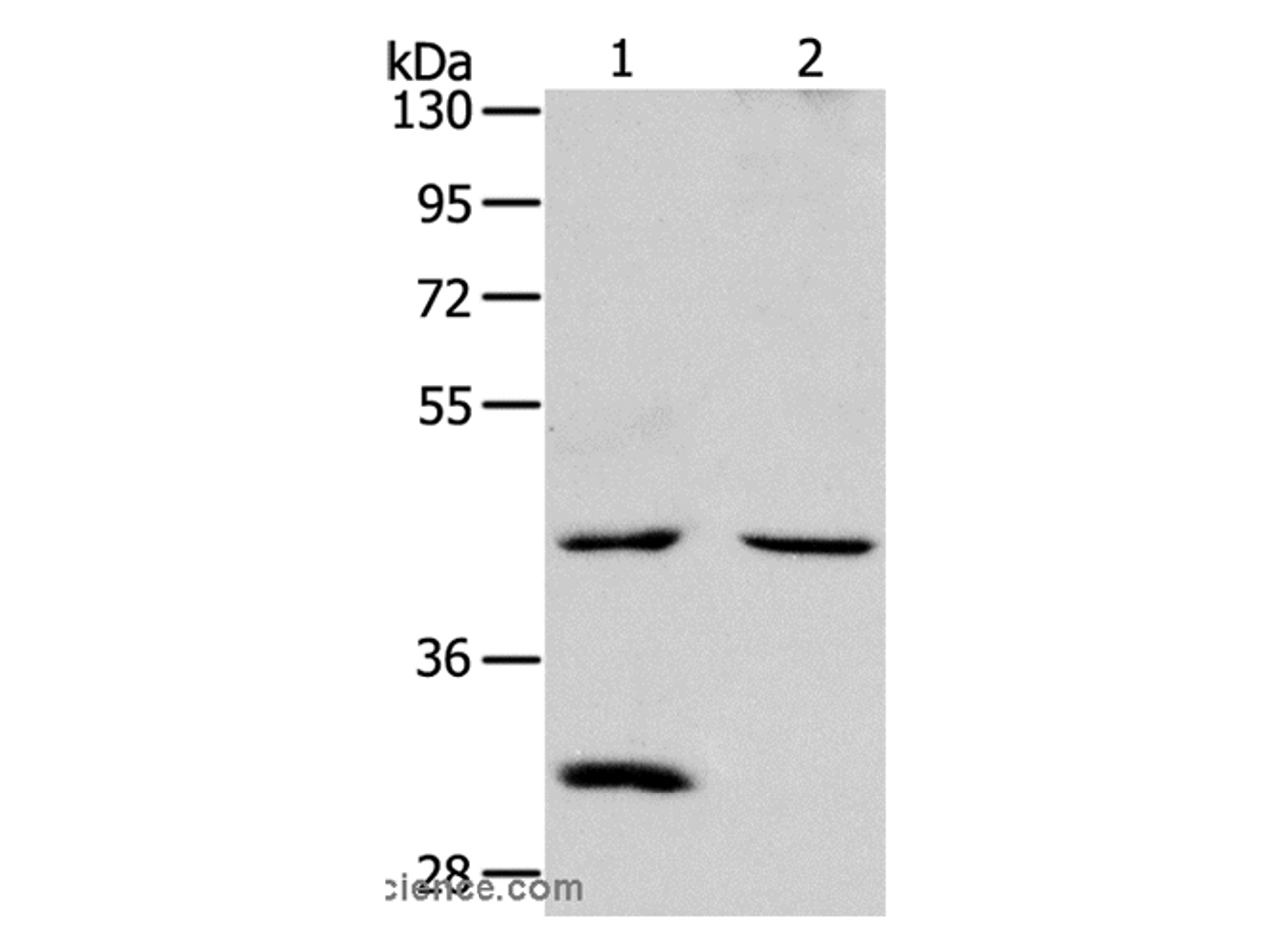 Western Blot analysis of Mouse kidney and heart tissue using NCEH1 Polyclonal Antibody at dilution of 1:1300