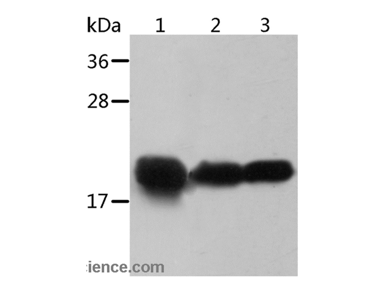 Western Blot analysis of Mouse heart and Human chromaffin cell tumor tissue, Mouse muscle tissue using Crystallin-alpha B Polyclonal Antibody at dilution of 1:500