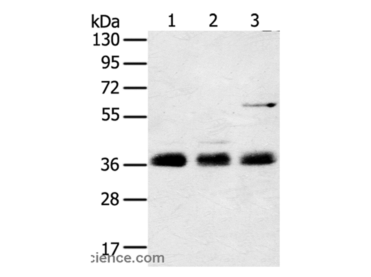 Western Blot analysis of Mouse lung tissue, NIH/3T3 and hepg2 cell using ANKRD1 Polyclonal Antibody at dilution of 1:400