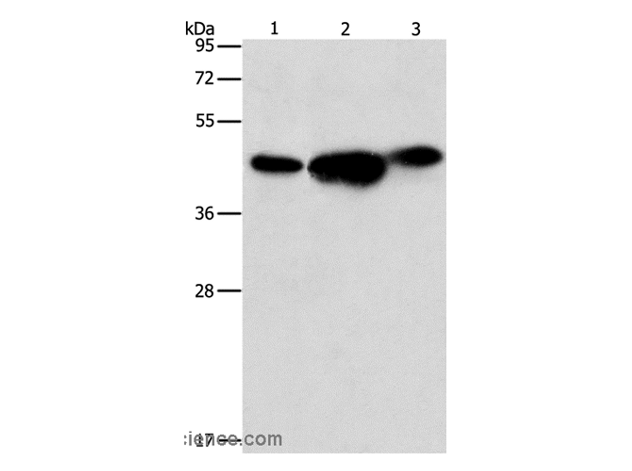 Western Blot analysis of 293T, PC3 and NIH/3T3 cell using ARFGAP1 Polyclonal Antibody at dilution of 1:850
