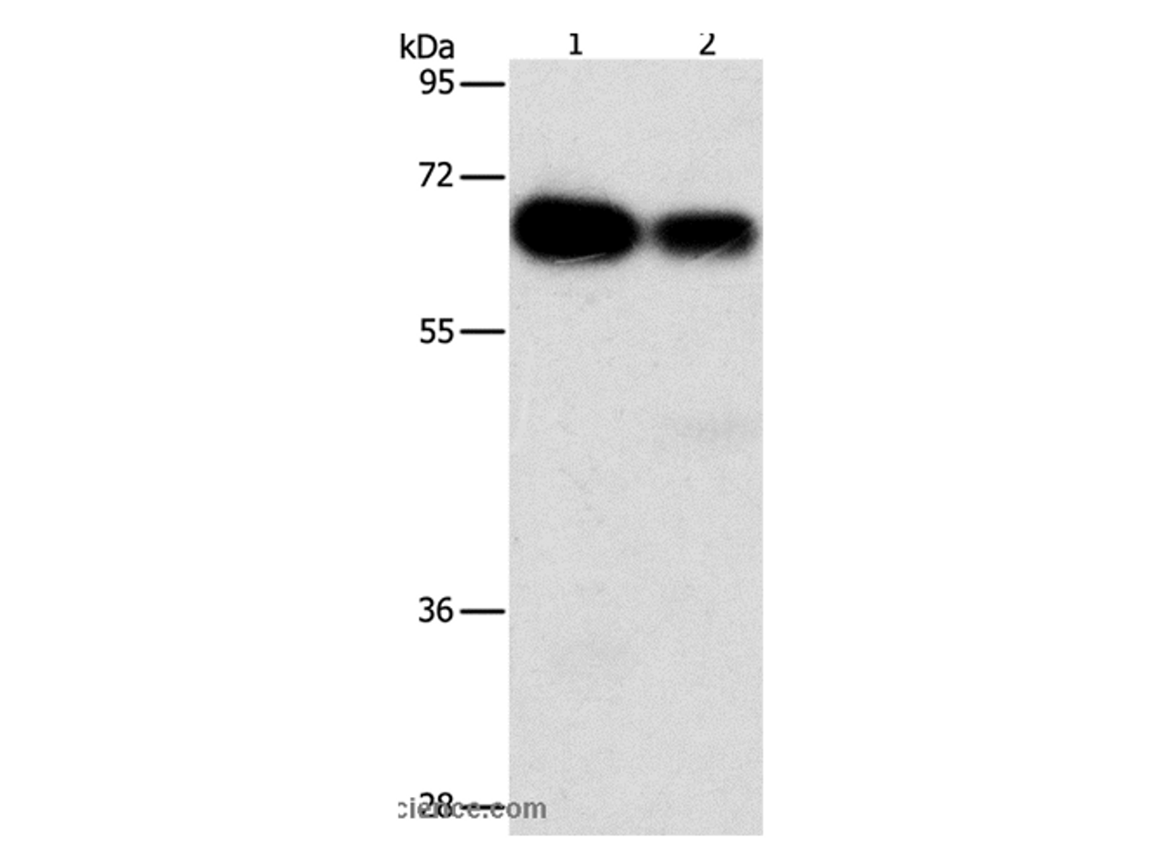 Western Blot analysis of Hela and K562 cell using ARHGEF5 Polyclonal Antibody at dilution of 1:1150