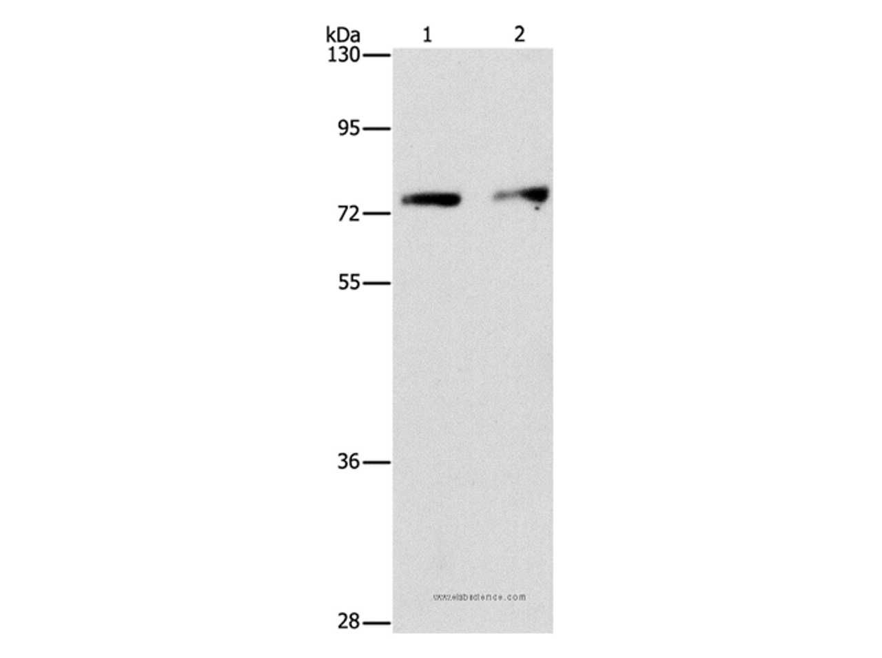 Western Blot analysis of Hela and hepG2 cell using INTS10 Polyclonal Antibody at dilution of 1:475