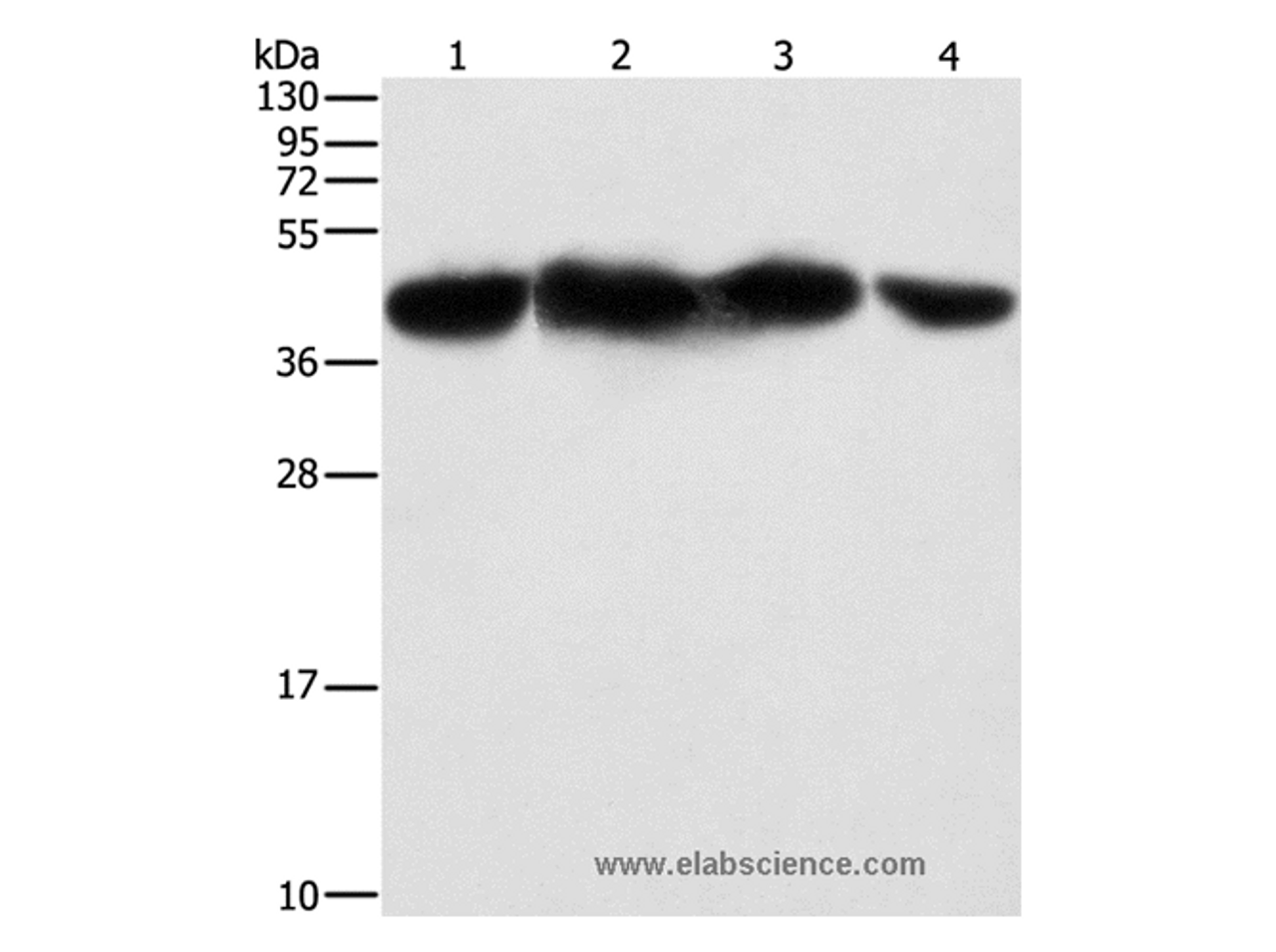 Western Blot analysis of HepG2, 293T, hela and NIH/3T3 cell using PGK2 Polyclonal Antibody at dilution of 1:600