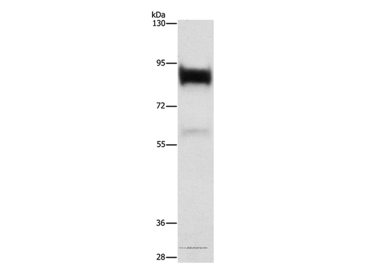Western Blot analysis of Human prostate tissue using LTF Polyclonal Antibody at dilution of 1:400