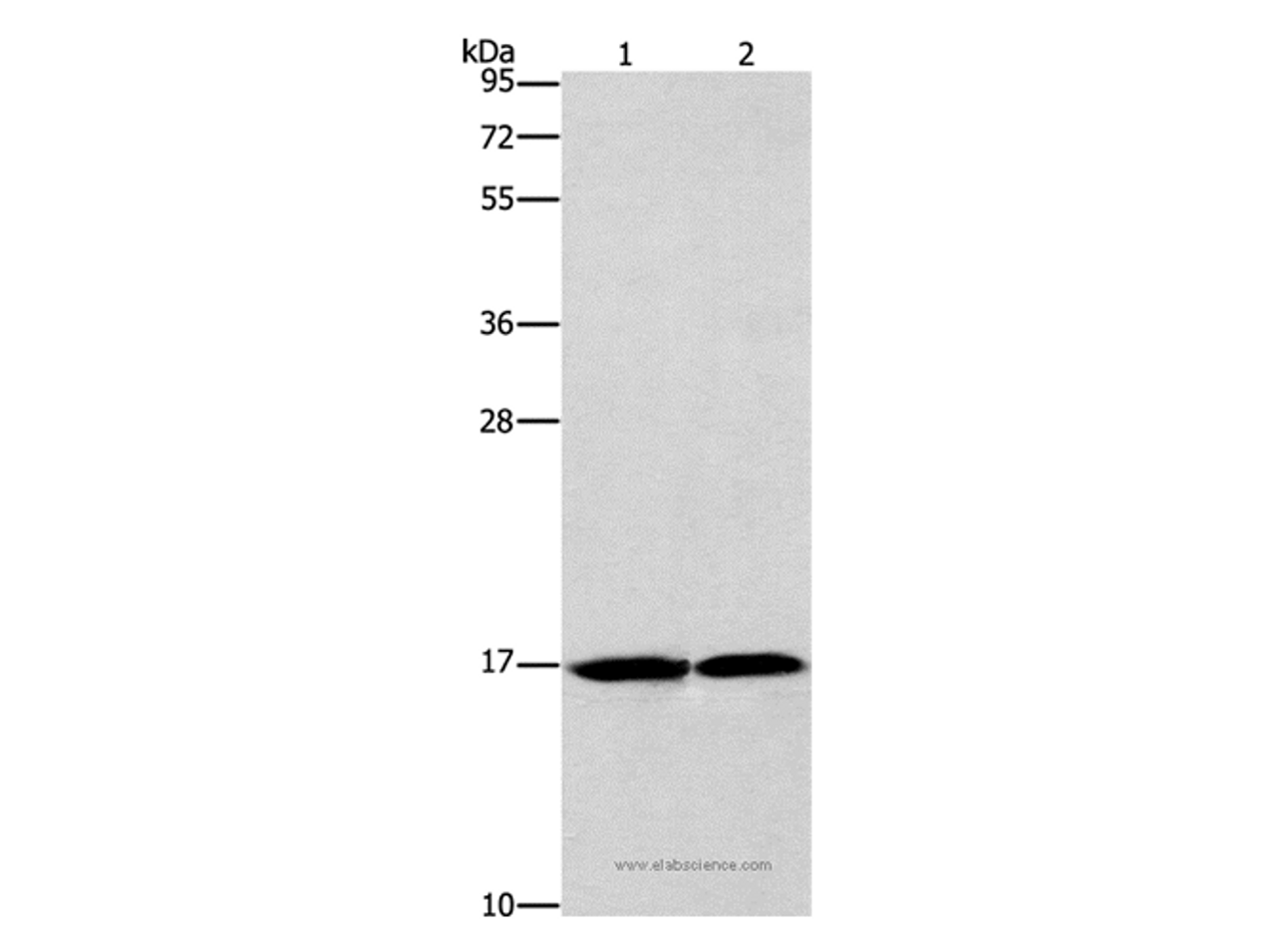 Western Blot analysis of Mouse heart and Human fetal brain tissue using GMFG Polyclonal Antibody at dilution of 1:1142