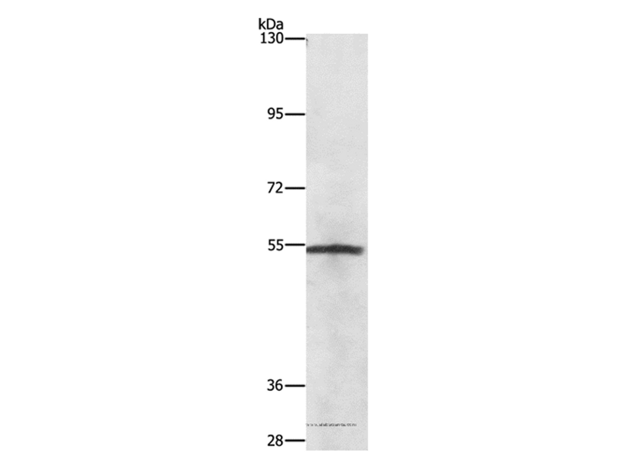 Western Blot analysis of Lovo cell using NEK2 Polyclonal Antibody at dilution of 1:727