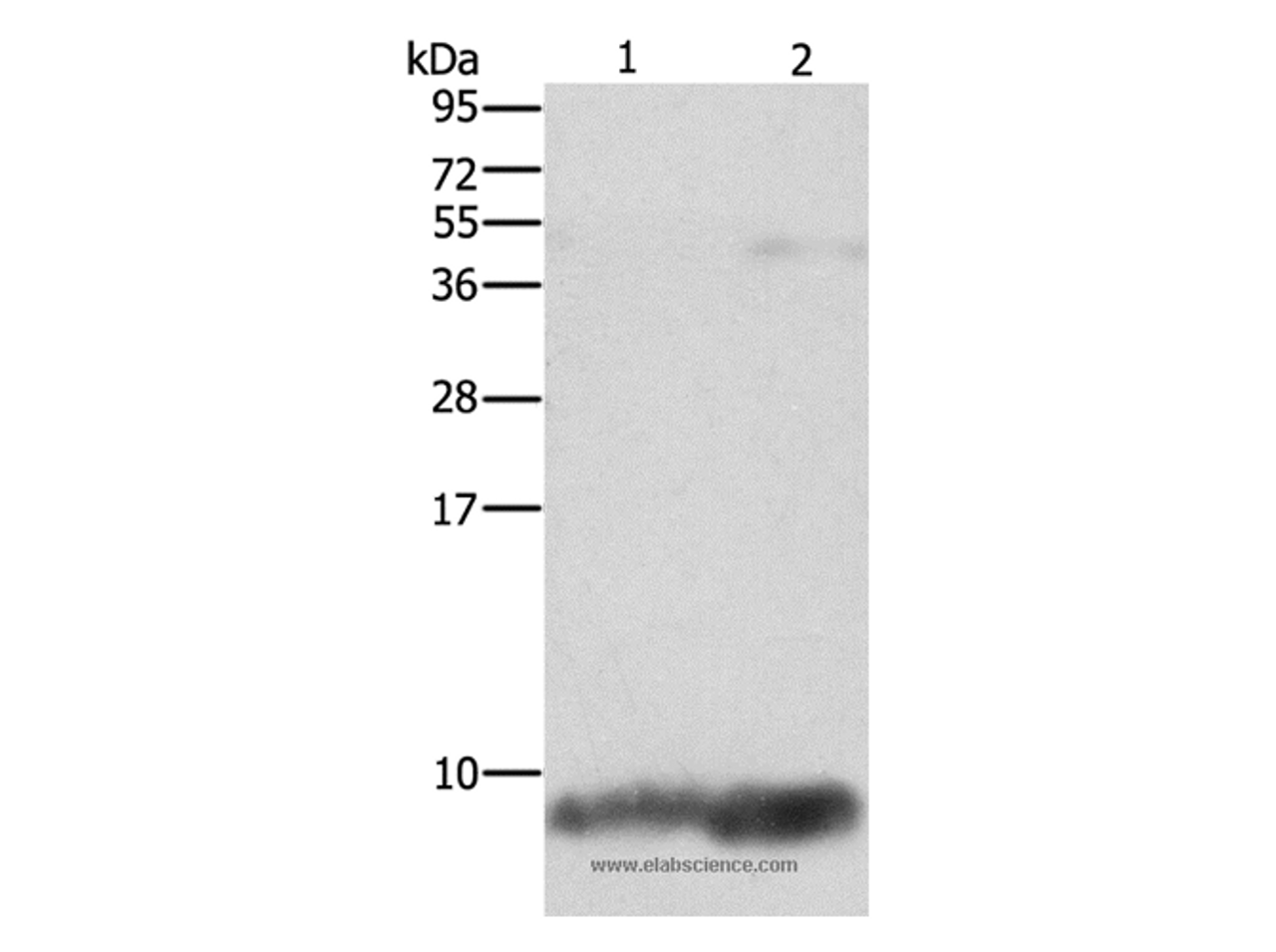 Western Blot analysis of Mouse brain and heart tissue using FXYD1 Polyclonal Antibody at dilution of 1:1290