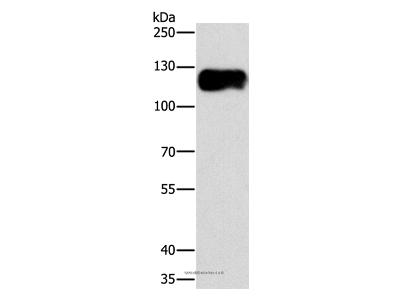Western Blot analysis of Lovo cell using CAST Polyclonal Antibody at dilution of 1:750
