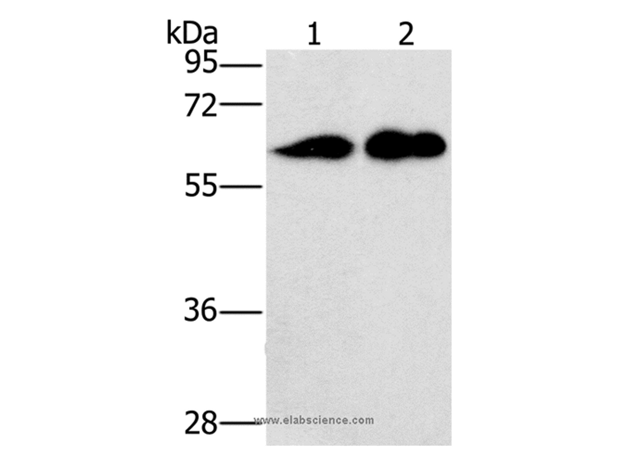 Western Blot analysis of Raji and lovo cell using CD27 Polyclonal Antibody at dilution of 1:701
