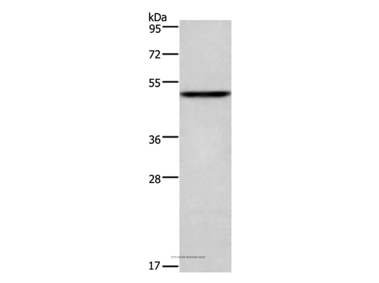 Western Blot analysis of Mouse heart tissue using CKMT2 Polyclonal Antibody at dilution of 1:700