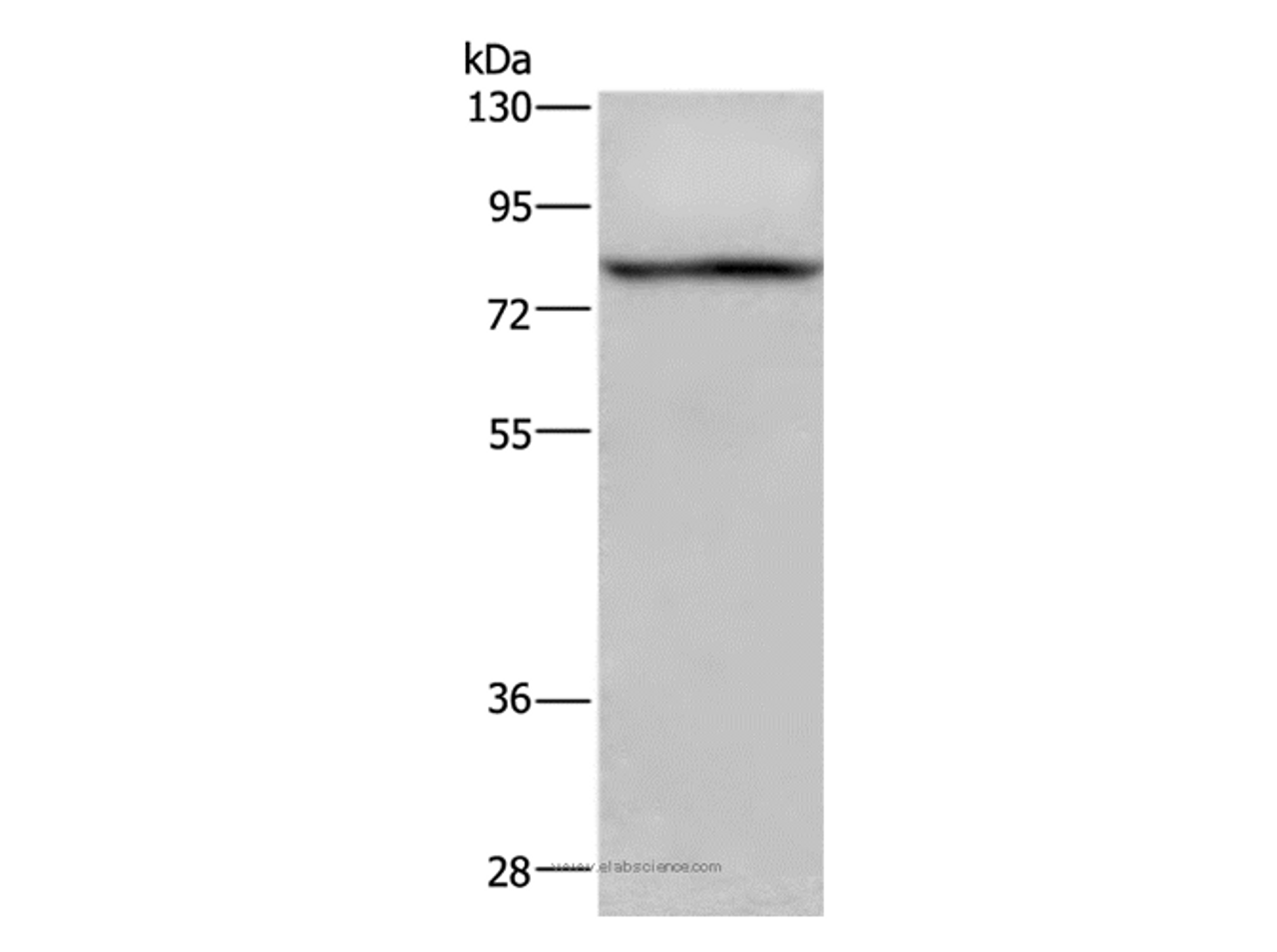 Western Blot analysis of 293T cell using c-Rel Polyclonal Antibody at dilution of 1:950