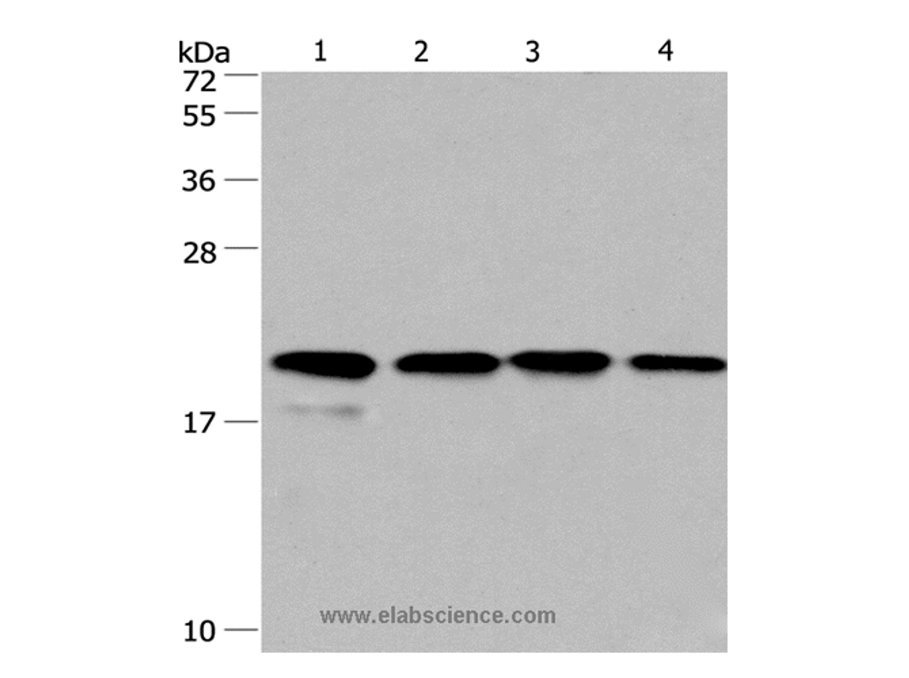 Western Blot analysis of PC3 and 293T cell, Human liver cancer tissue and hela cell using Cyclophilin F Polyclonal Antibody at dilution of 1:500