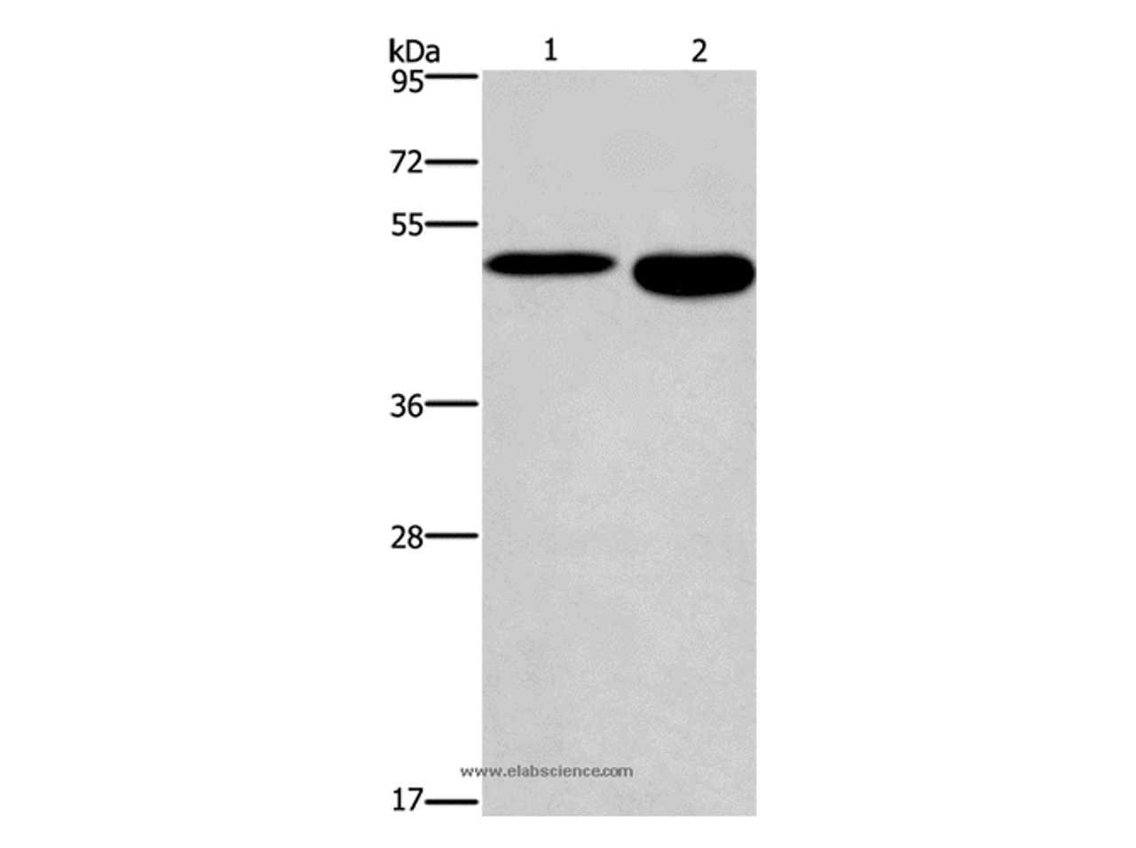 Western Blot analysis of Mouse stomach and brain tissue using DMRT3 Polyclonal Antibody at dilution of 1:550