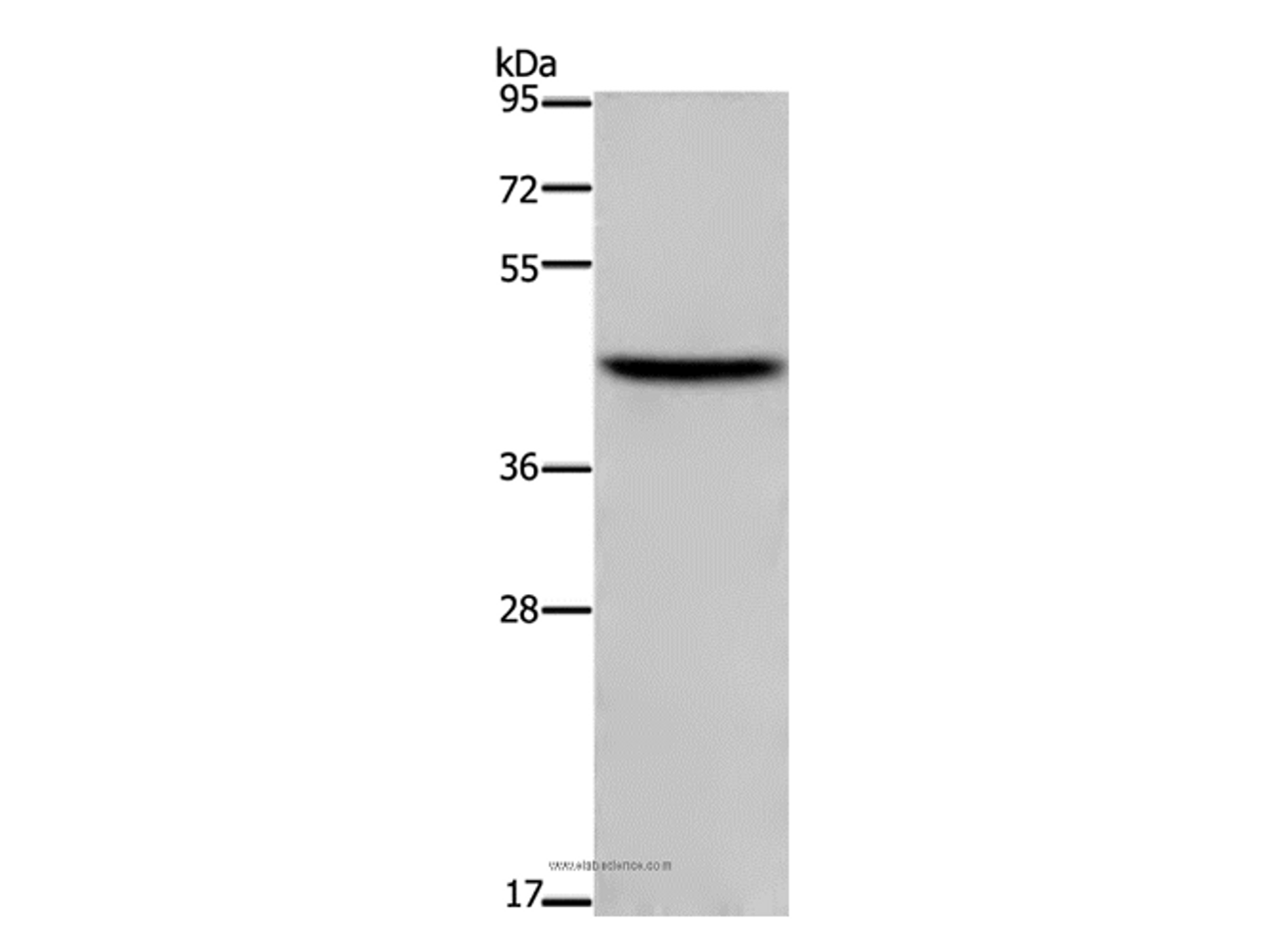 Western Blot analysis of NIH/3T3 cell using TFDP1 Polyclonal Antibody at dilution of 1:650