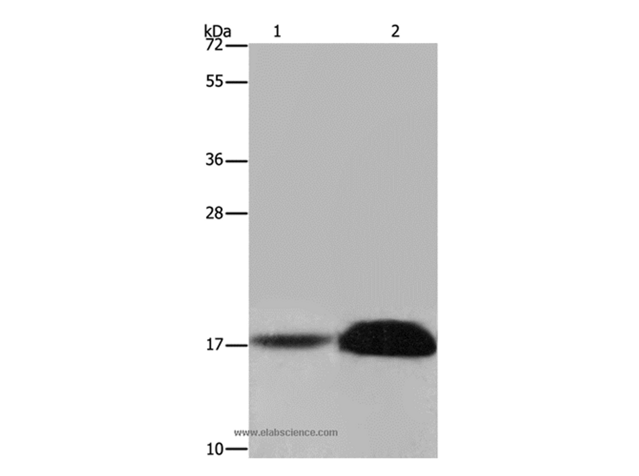 Western Blot analysis of Mouse kidney and Human kidney tissue using FHIT Polyclonal Antibody at dilution of 1:600