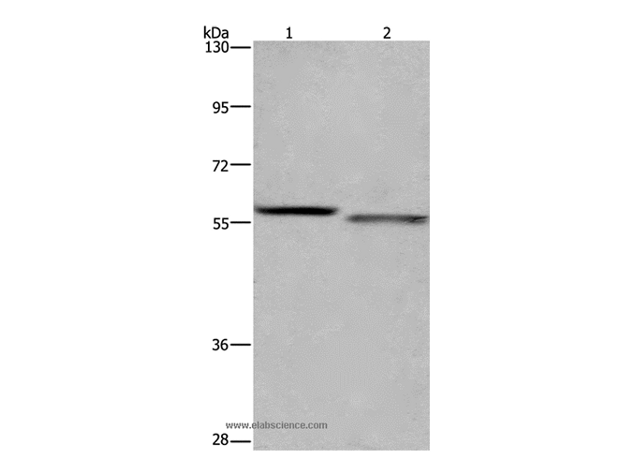 Western Blot analysis of K562 and A431 cell using FRK Polyclonal Antibody at dilution of 1:1200