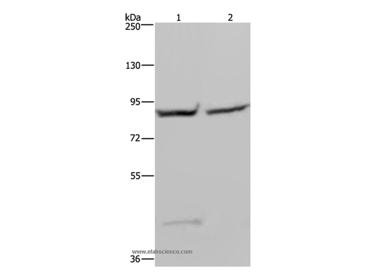 Western Blot analysis of 293T and Hela cell using GYS1 Polyclonal Antibody at dilution of 1:400