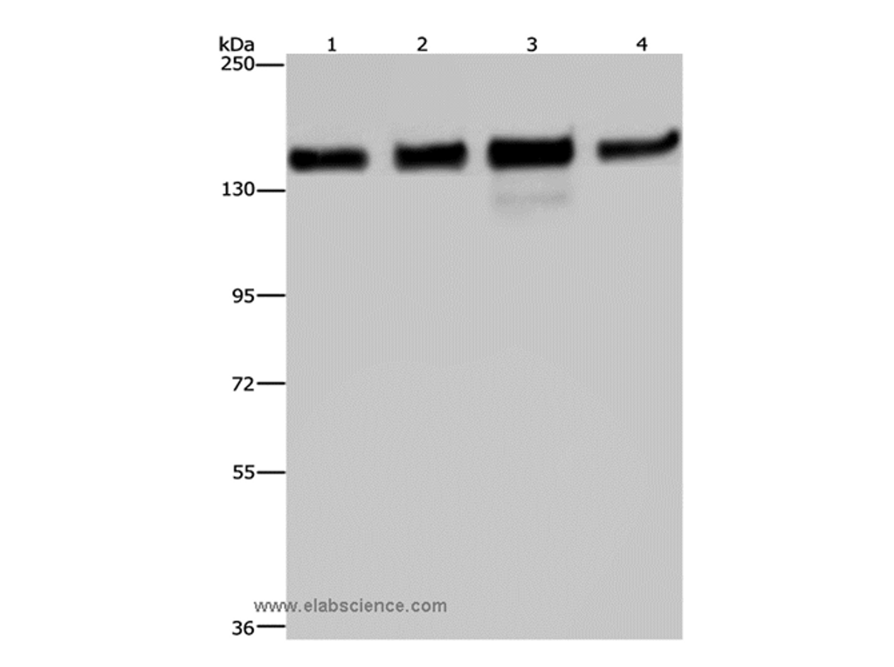 Western Blot analysis of 293T, Hela, A172 and A549 cell using GOLGA2 Polyclonal Antibody at dilution of 1:600