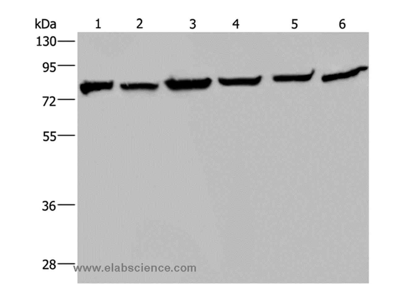 Western Blot analysis of Mouse kidney tissue, HT-29, A549, 293T, MCF-7 and Hela cell using HSPA9 Polyclonal Antibody at dilution of 1:400