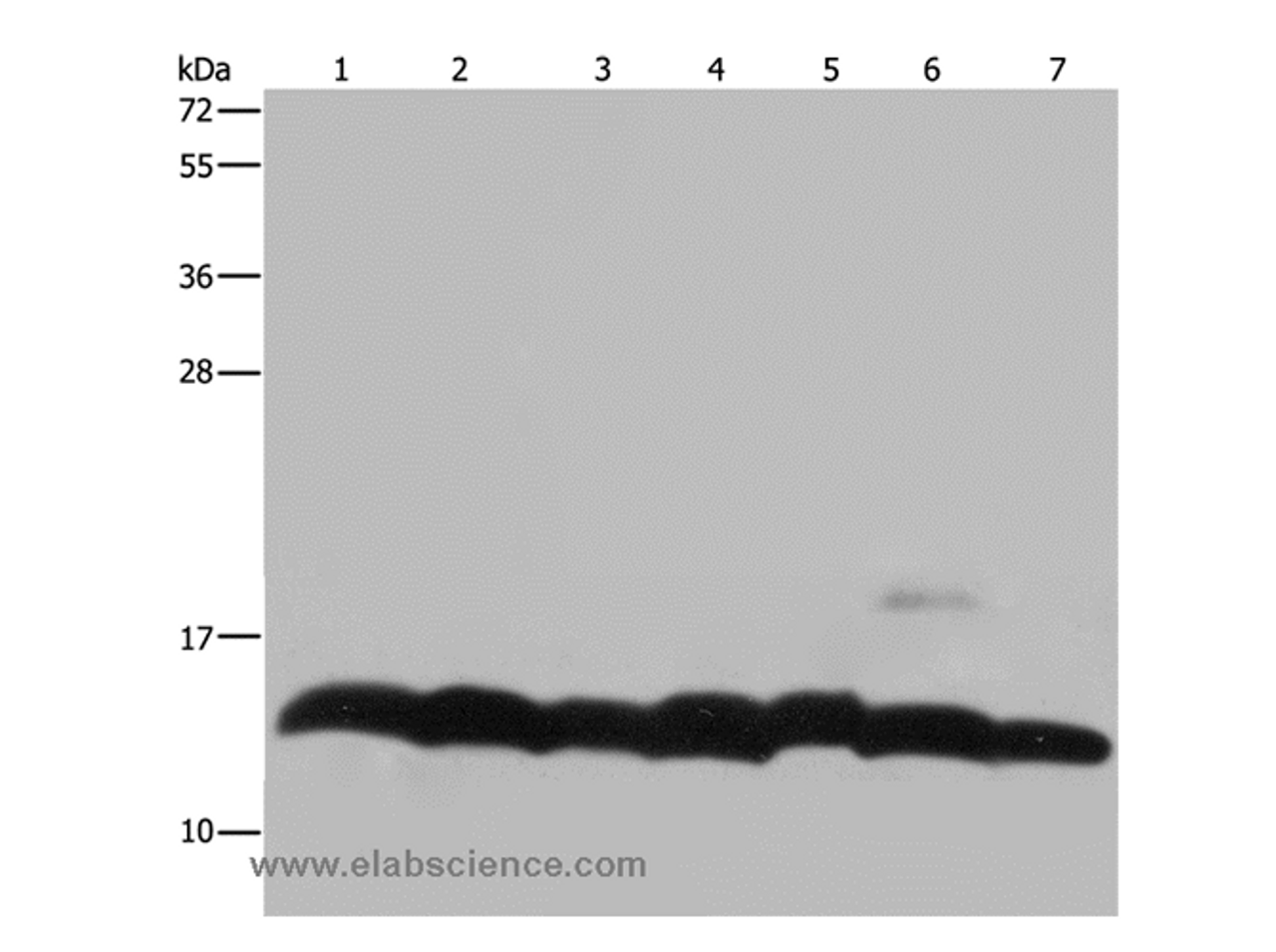 Western Blot analysis of K562 cell, Mouse pancreas tissue and Hela cell, Mouse thymus tissue and 293T cell, NIH/3T3 and LoVo cell using Histone H4 Polyclonal Antibody at dilution of 1:300