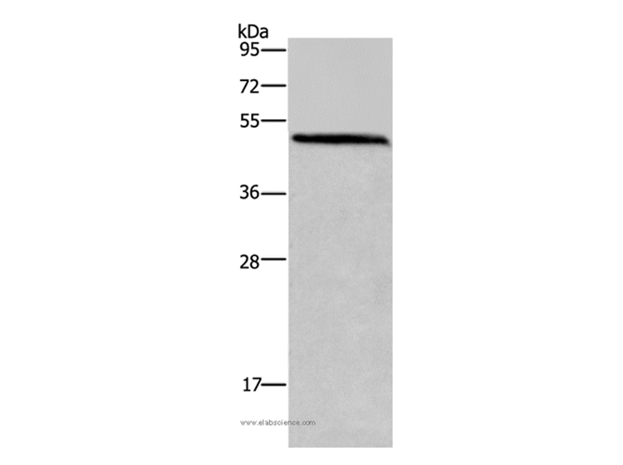 Western Blot analysis of Mouse brain tissue using HOMER1 Polyclonal Antibody at dilution of 1:400