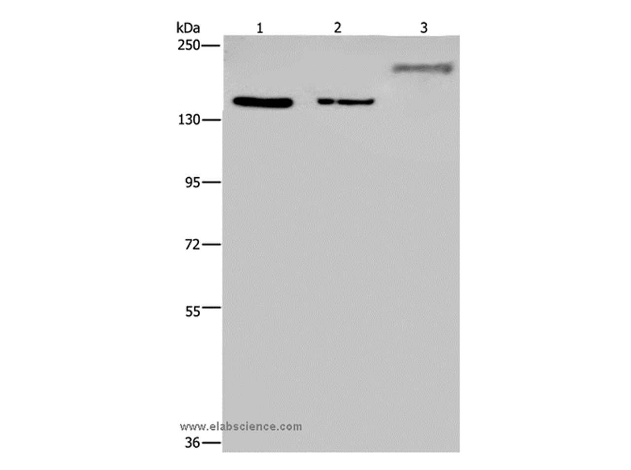 Western Blot analysis of Hela and 293T cell, Mouse skeletal muscle tissue using KDM3B Polyclonal Antibody at dilution of 1:1000